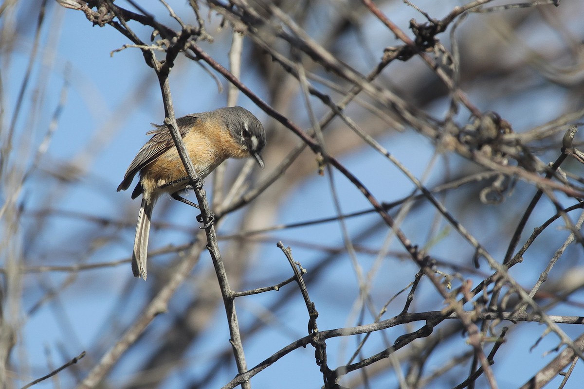 Gray-backed Tachuri - ML645316185