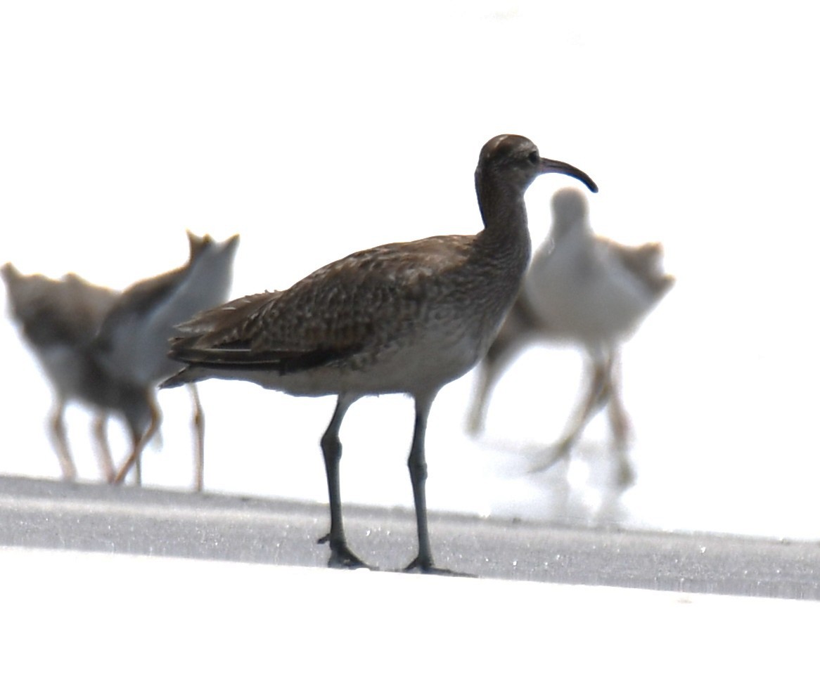 Eurasian Whimbrel - ML645316186
