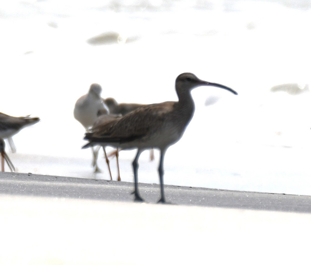 Eurasian Whimbrel - ML645316188