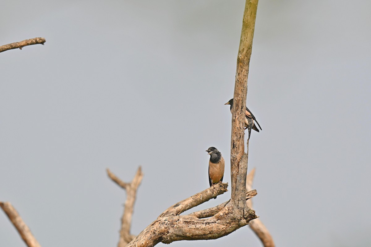 Rosy Starling - ML645316189