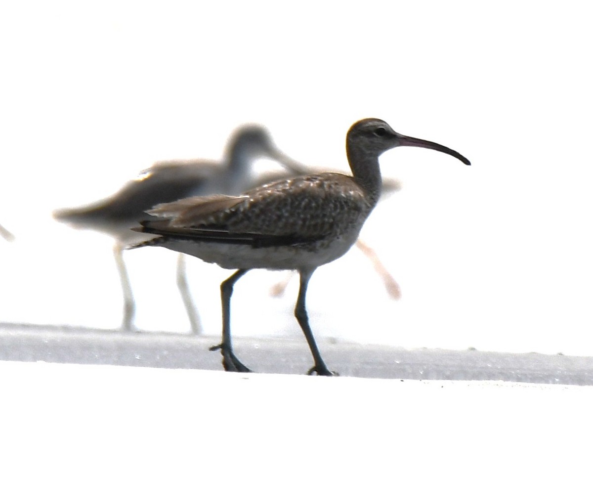 Eurasian Whimbrel - ML645316190