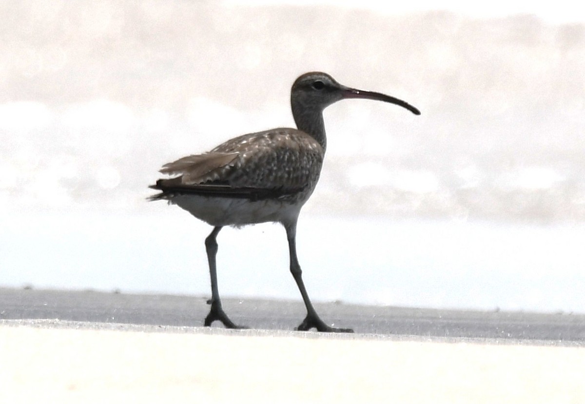 Eurasian Whimbrel - ML645316191