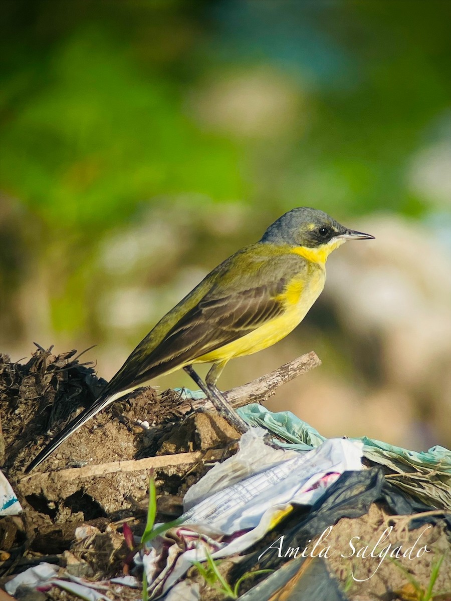 konipas východní - ML645316192