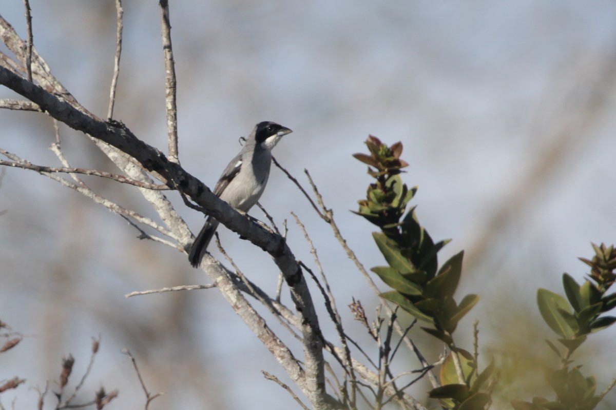 White-banded Tanager - ML645316197