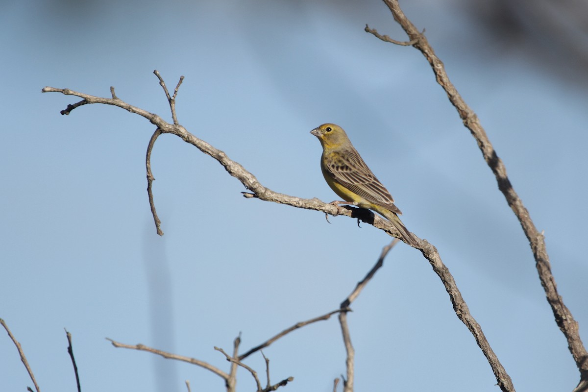Короткоклювый зерноед - ML645316200