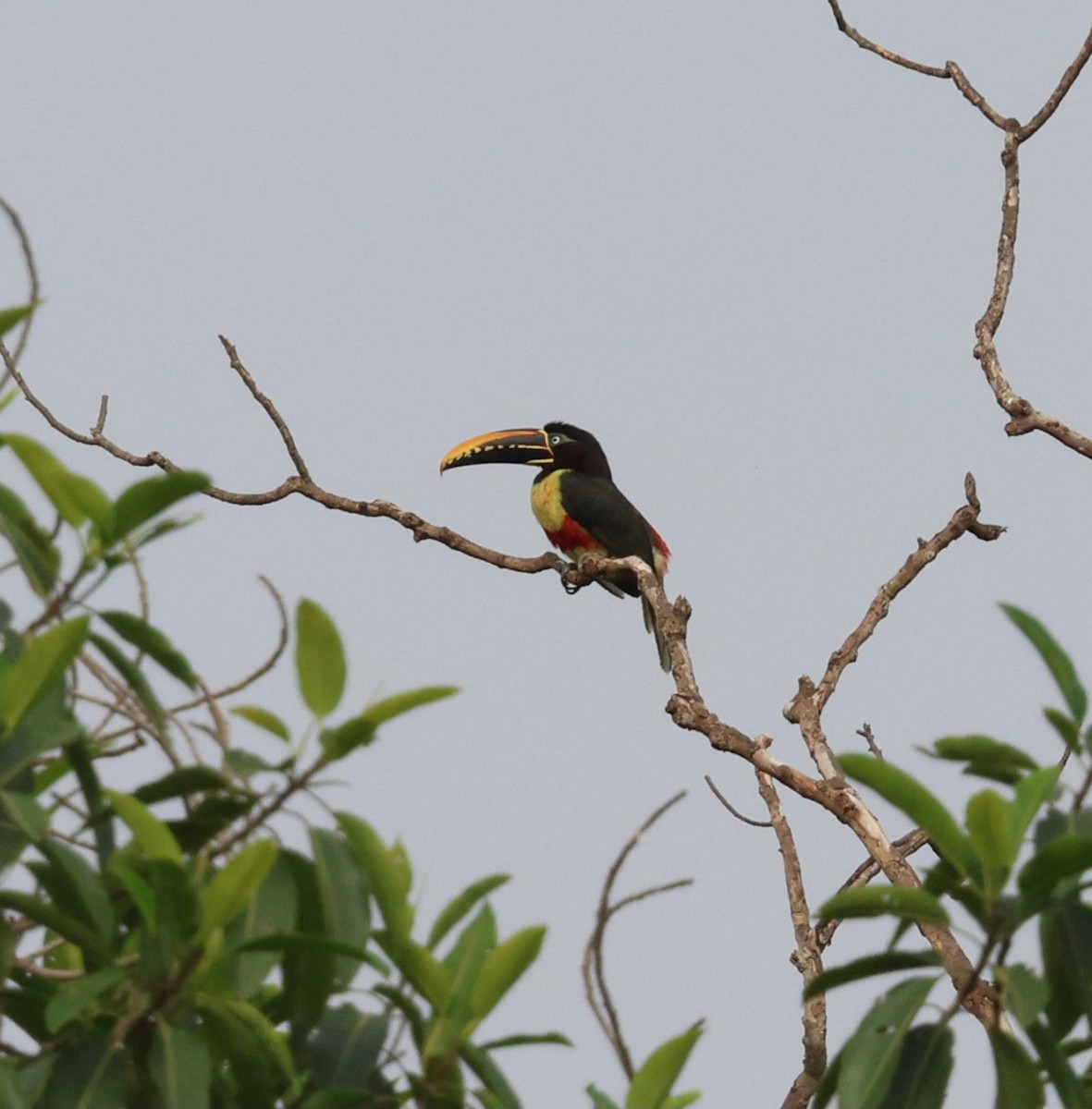 arassari hnědouchý - ML645316202