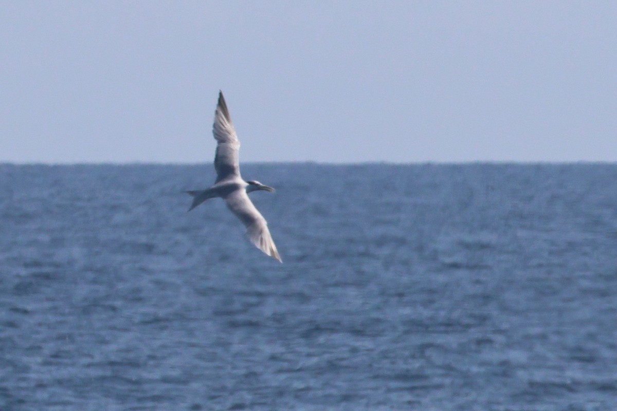 Great Crested Tern - ML645316244