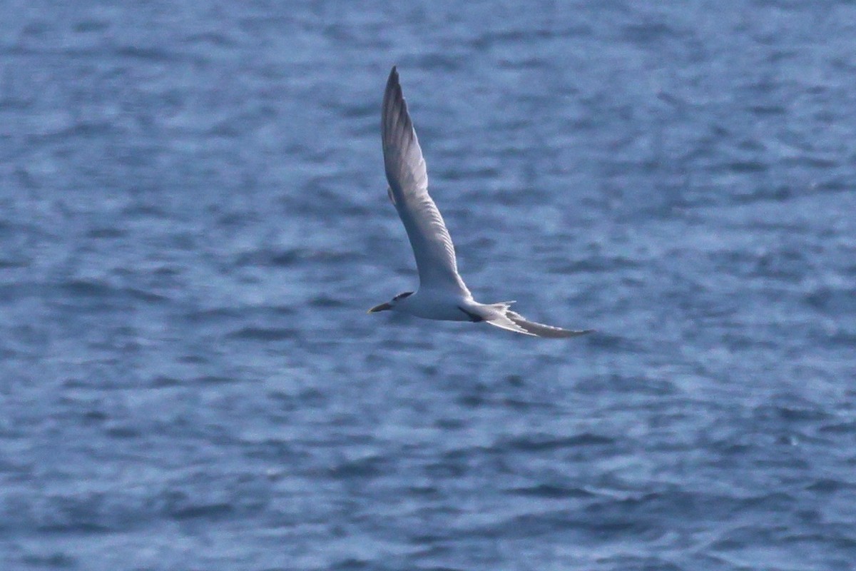 Great Crested Tern - ML645316246