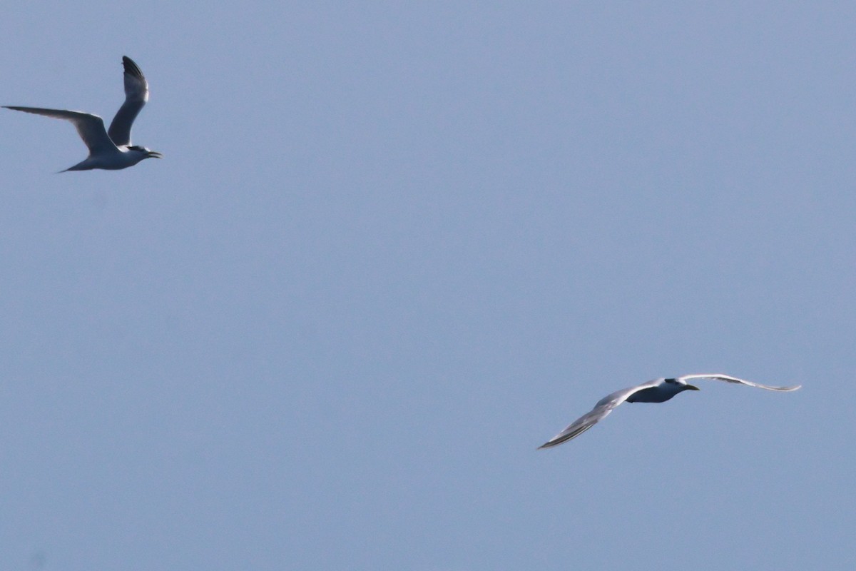 Great Crested Tern - ML645316250