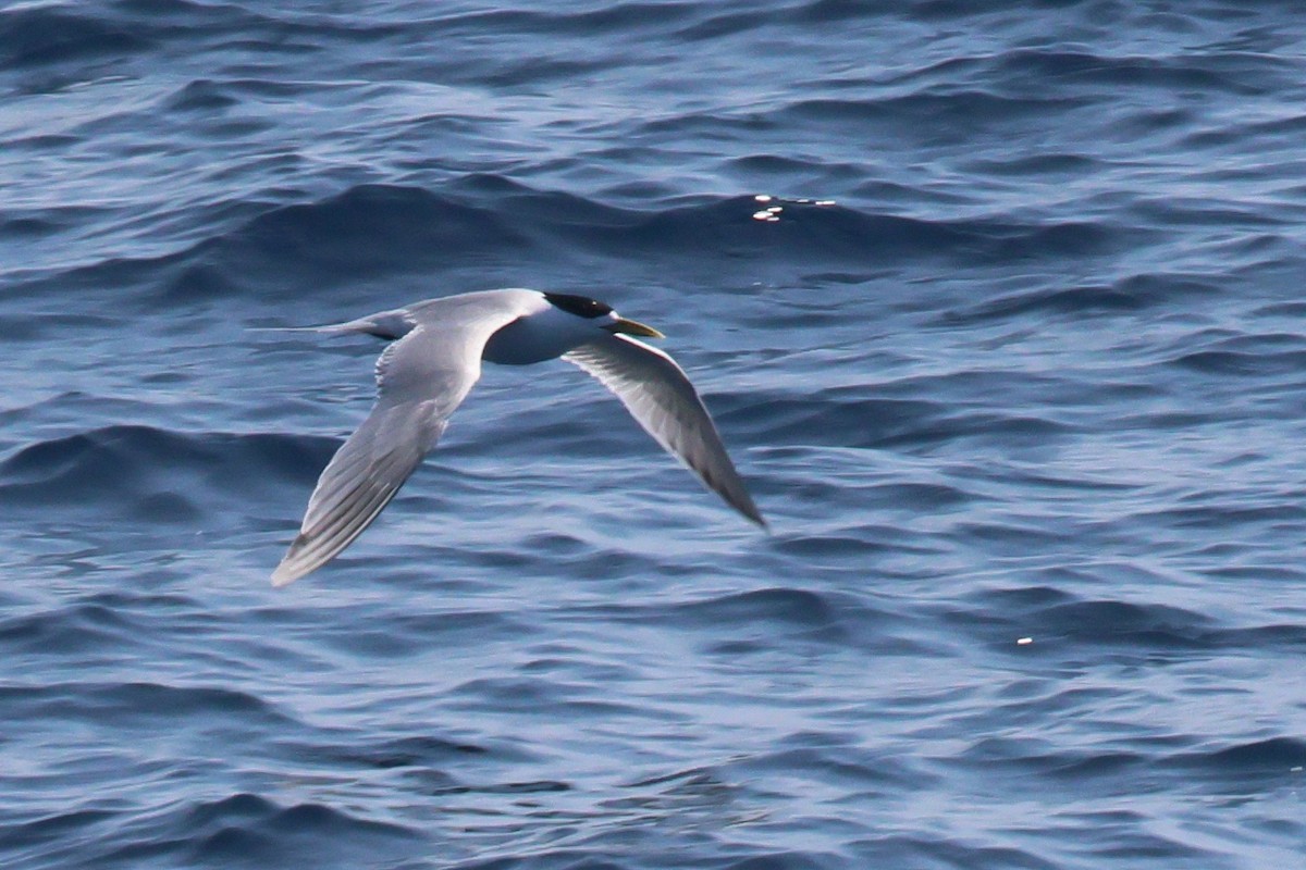 Great Crested Tern - ML645316255