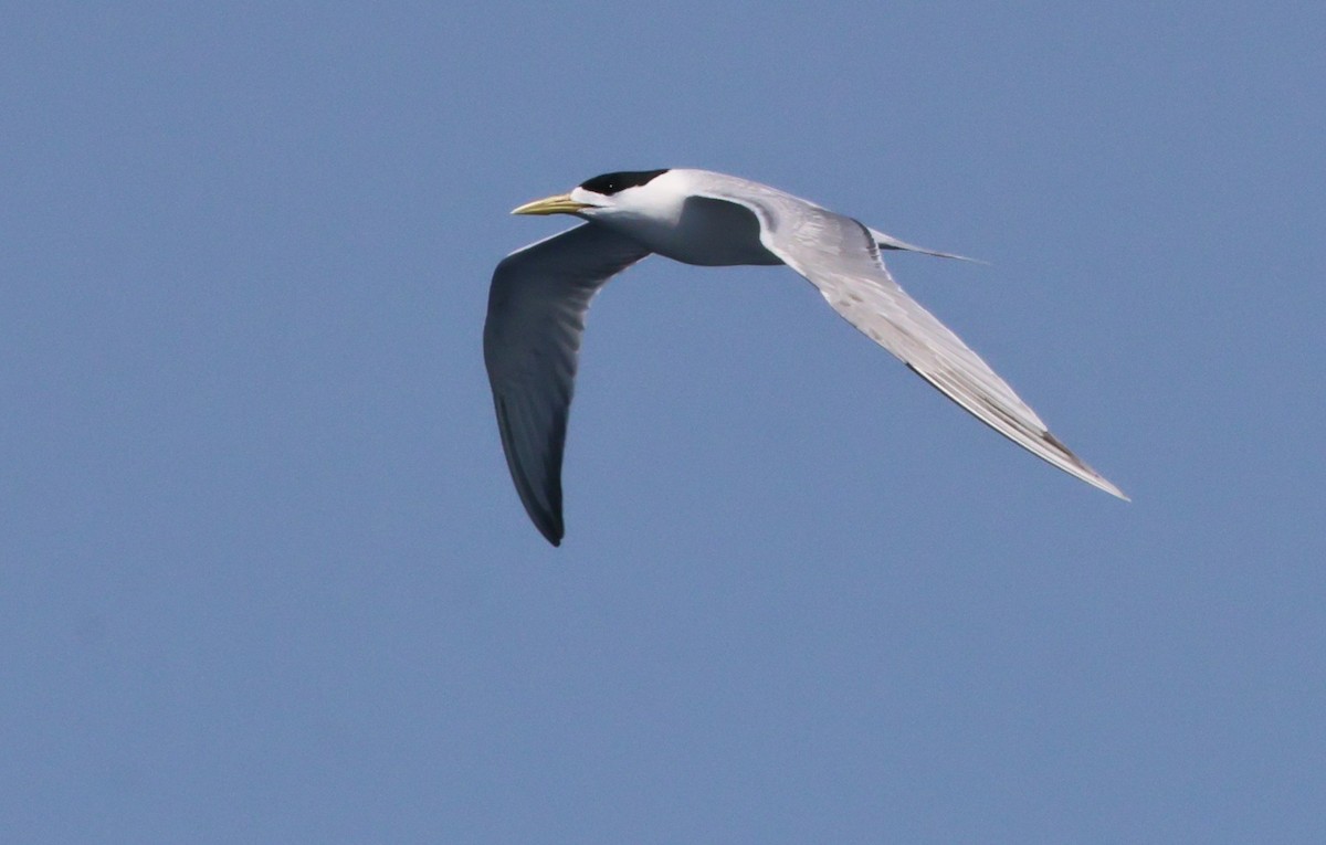 Great Crested Tern - ML645316258