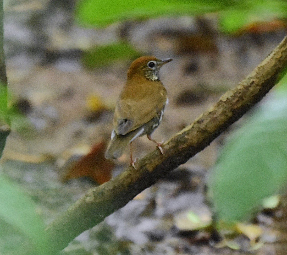 Wood Thrush - ML645316264