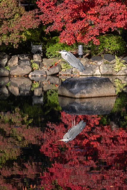 Gray Heron - ML645316277