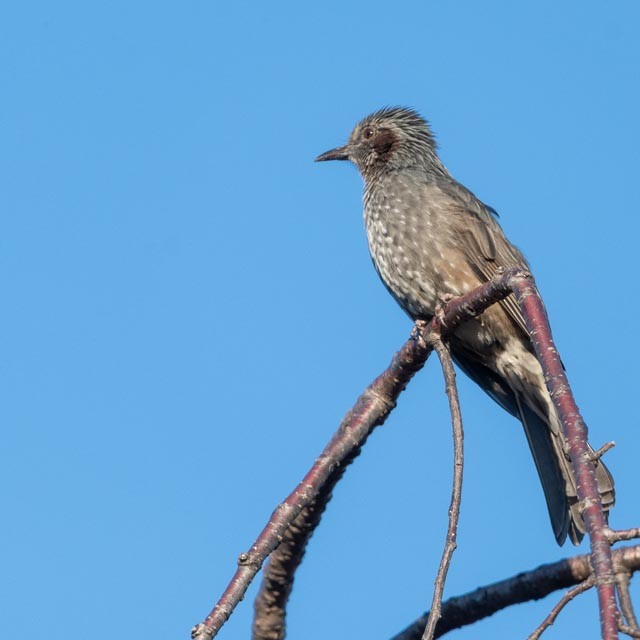Brown-eared Bulbul - ML645316281