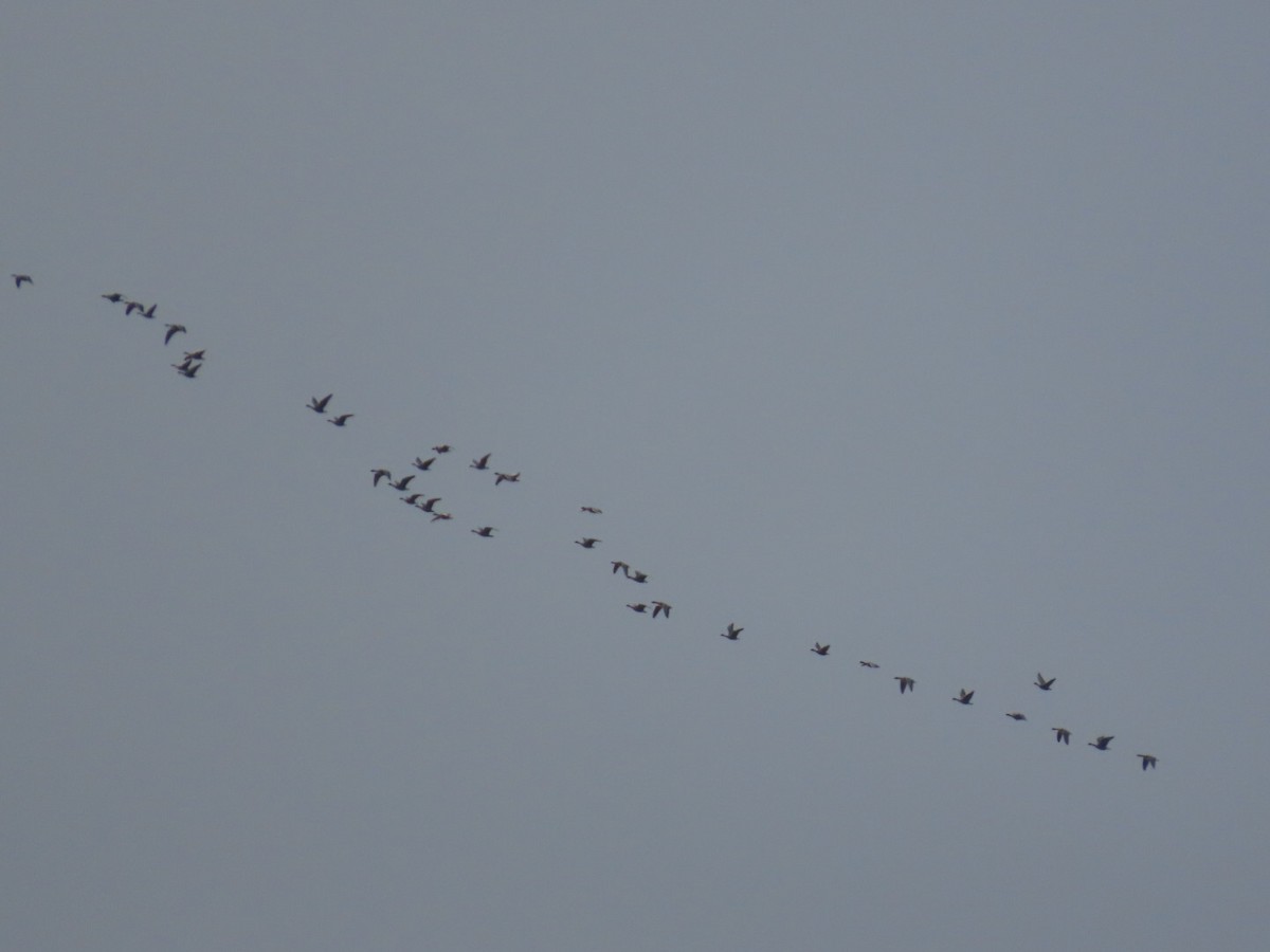 Pink-footed Goose - ML645316286