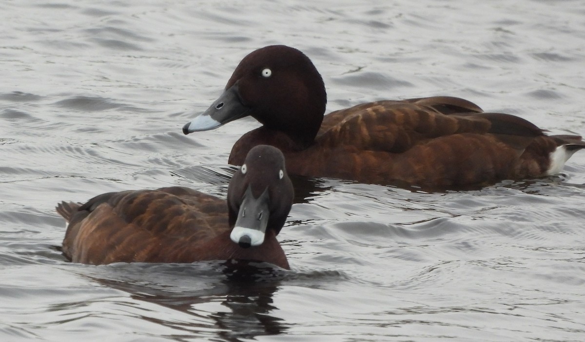 Hardhead - ML645316292