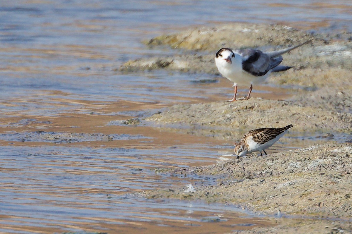 Common Tern - ML645316295