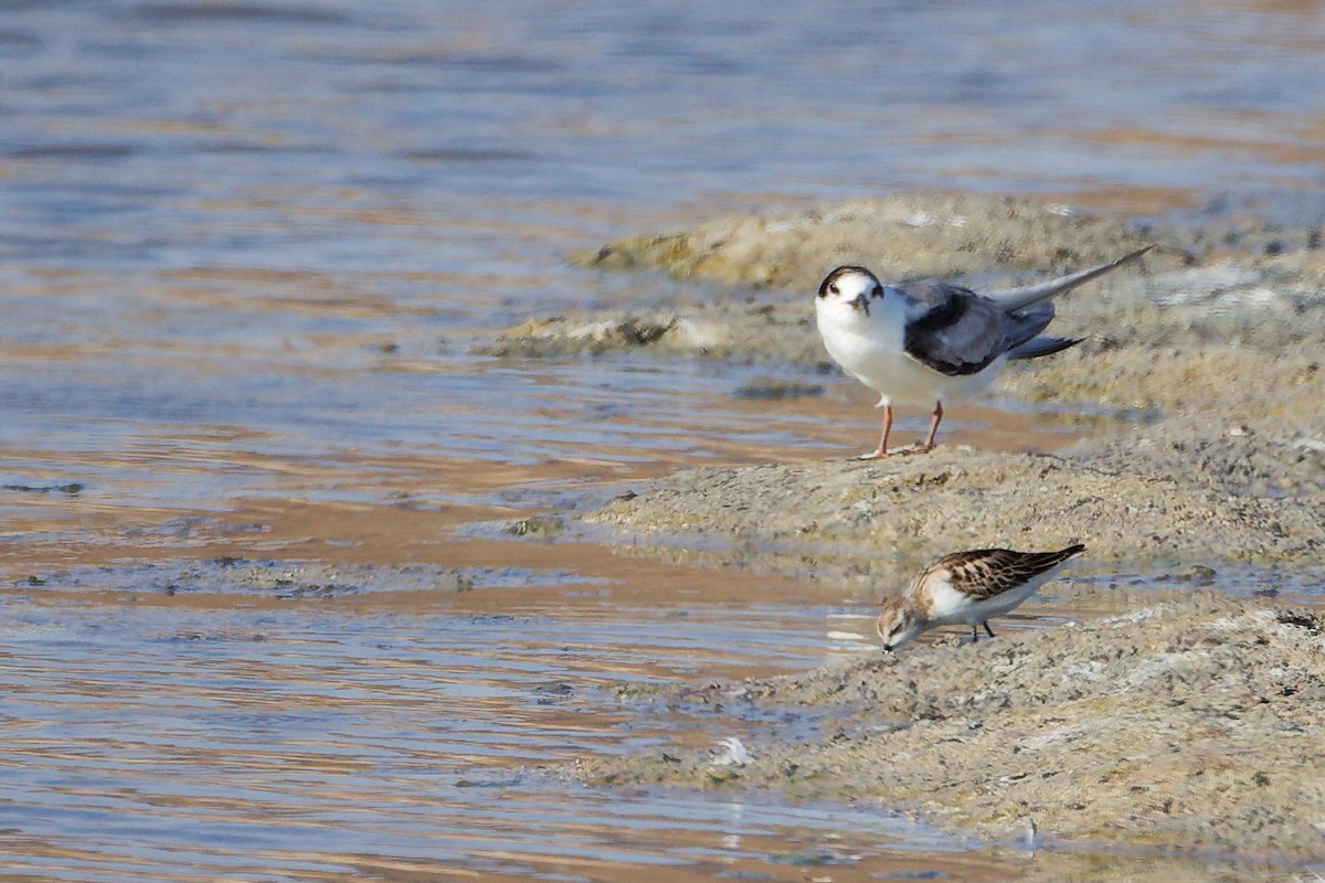 Common Tern - ML645316296