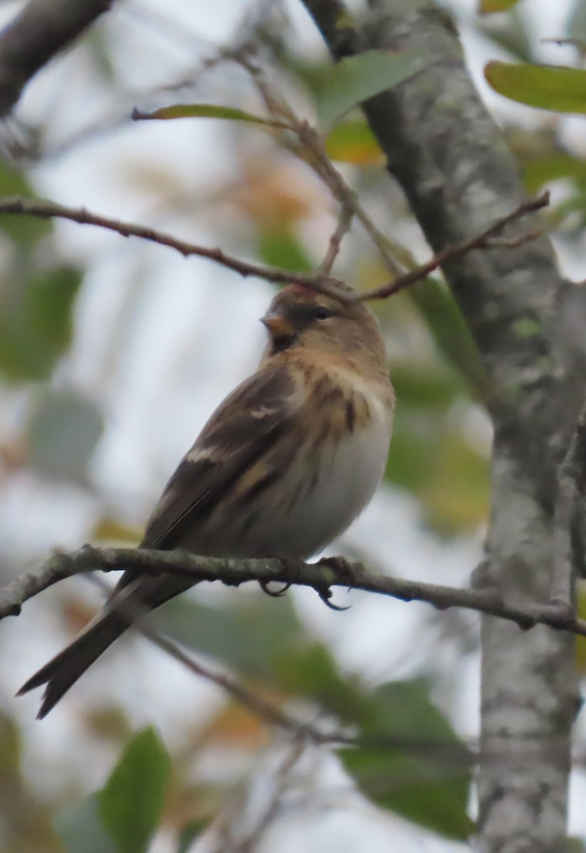 Pardillo Sizerín (alpino) - ML645316297