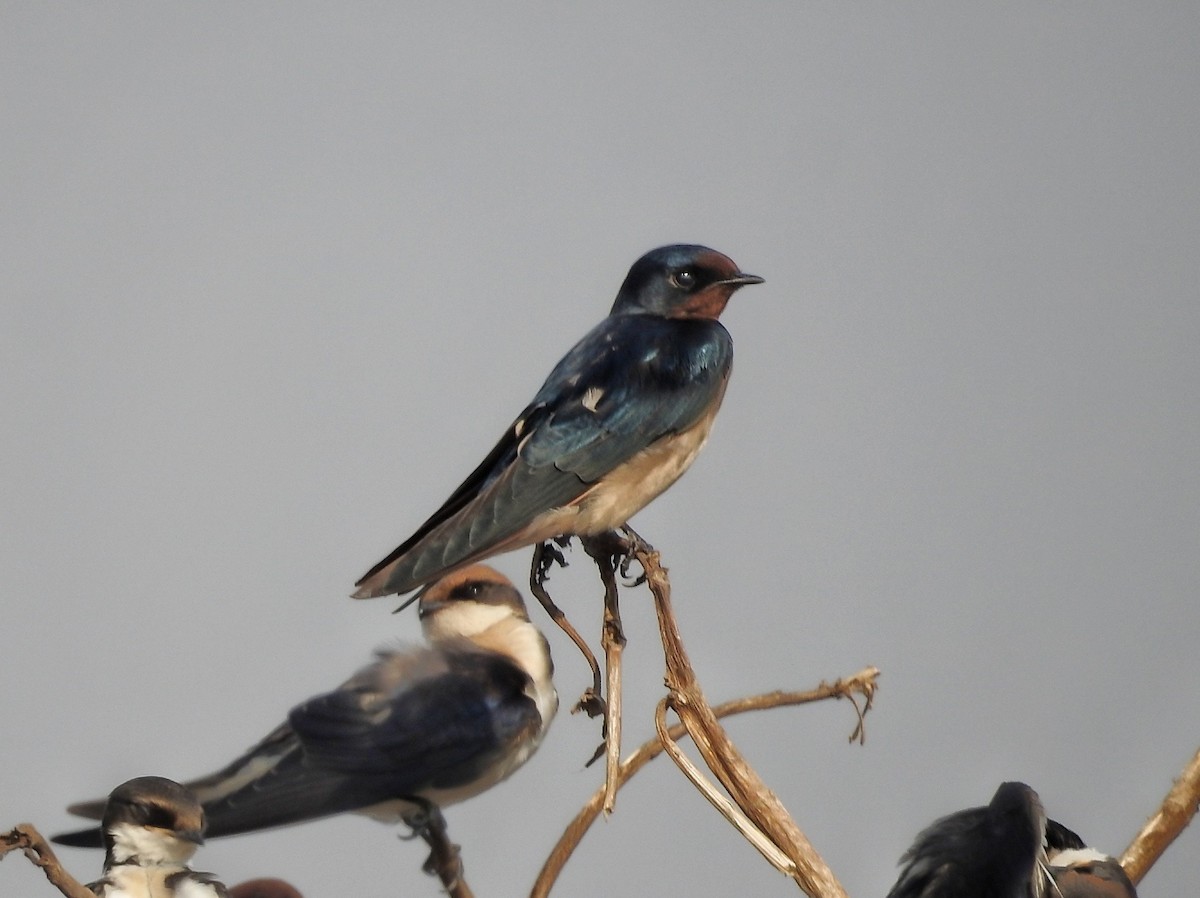 Barn Swallow - ML645316338