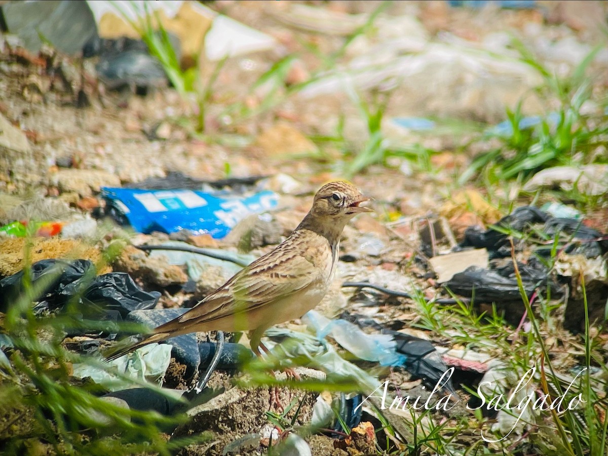 skřivánek tibetský - ML645316342