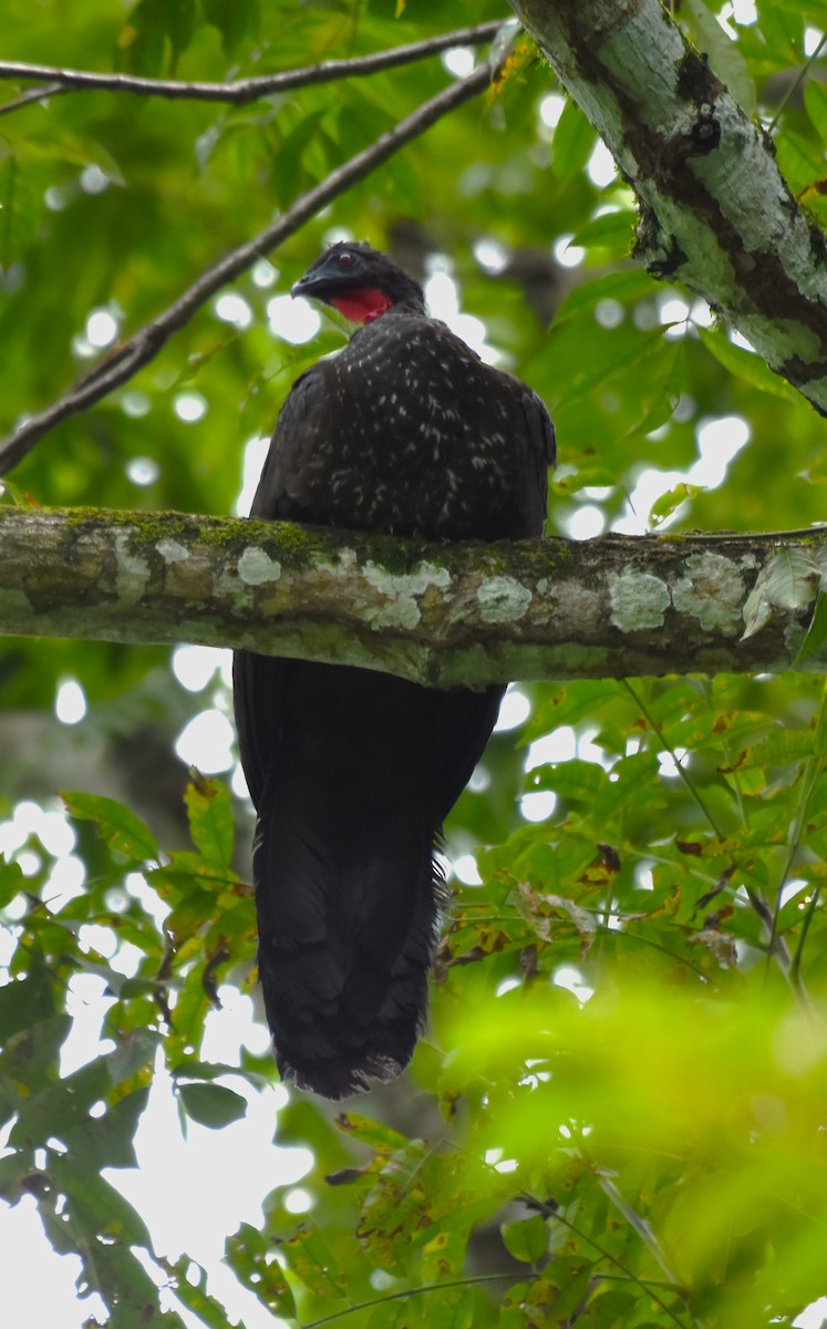 Crested Guan - ML645316344