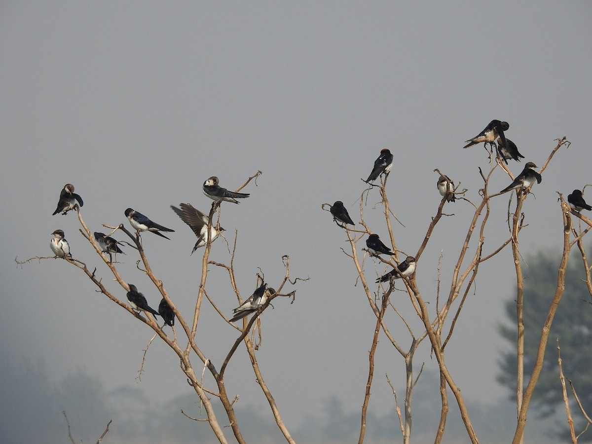 Wire-tailed Swallow - ML645316351