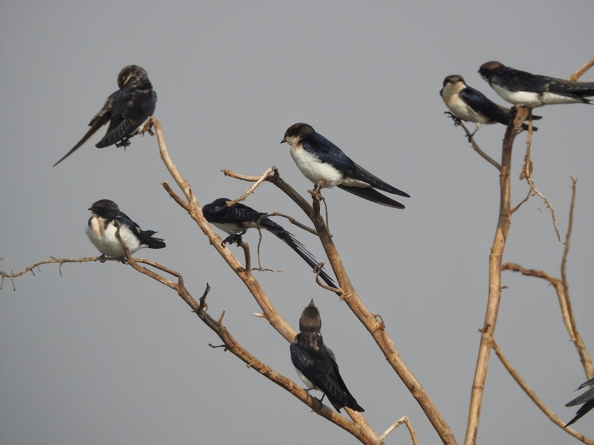 Wire-tailed Swallow - ML645316352