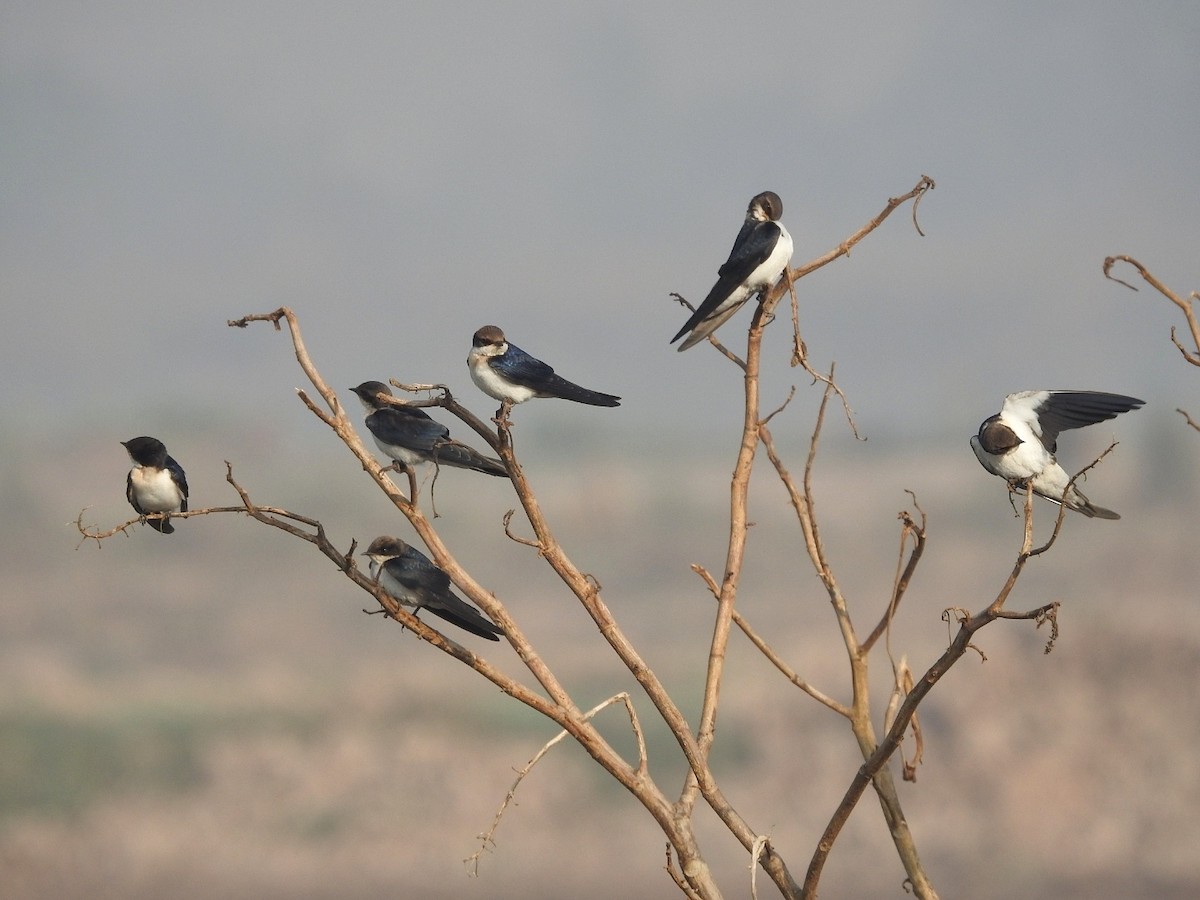 Wire-tailed Swallow - ML645316353
