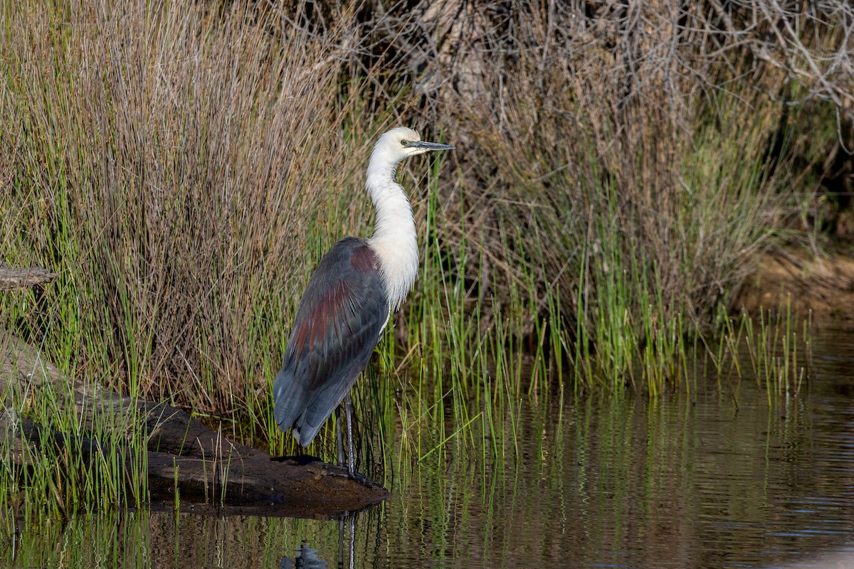 Pacific Heron - ML645316389