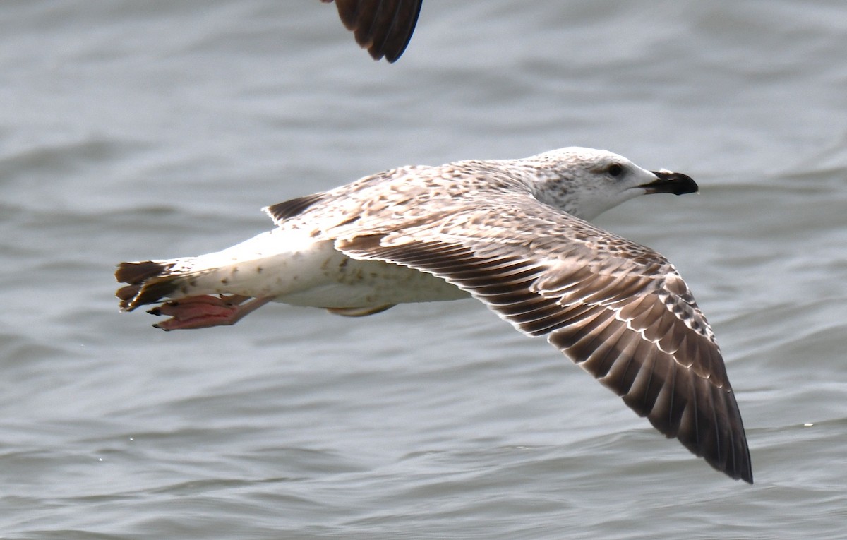 Мартиновий sp. - ML645316390