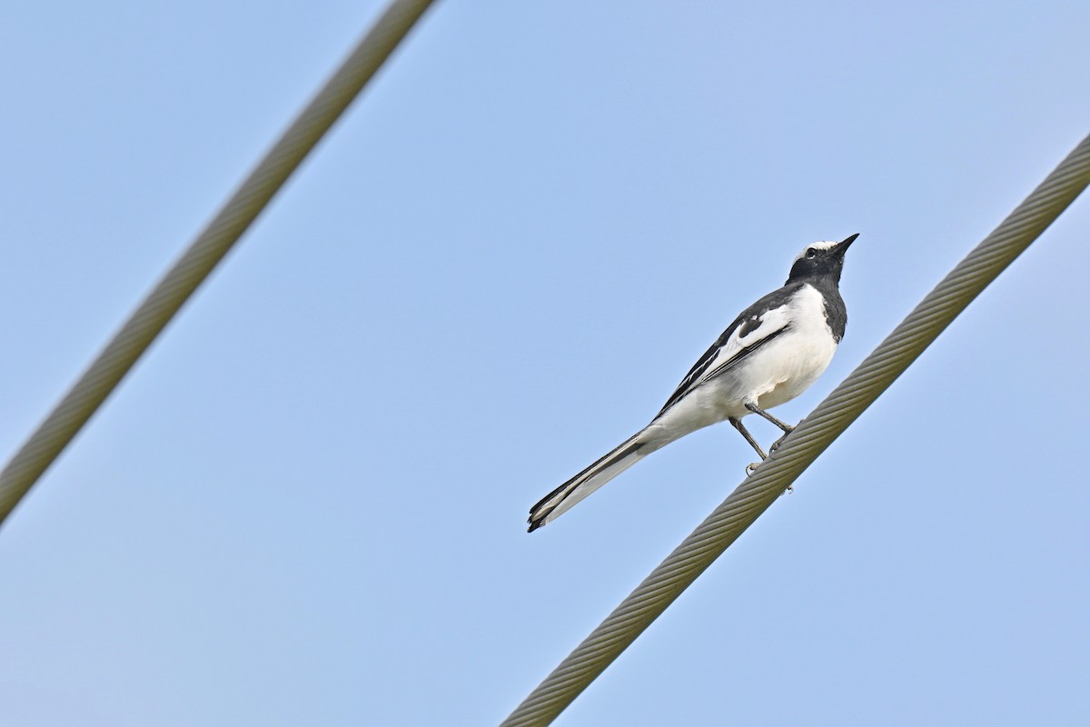 Bergeronnette indienne - ML645316393