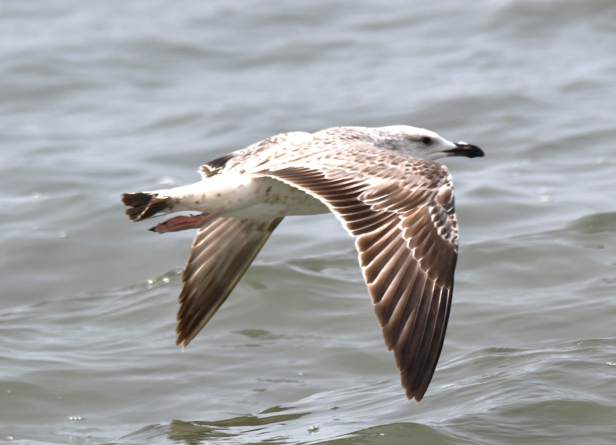 Мартиновий sp. - ML645316394