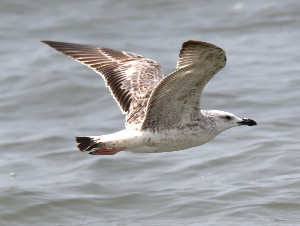 Мартиновий sp. - ML645316398