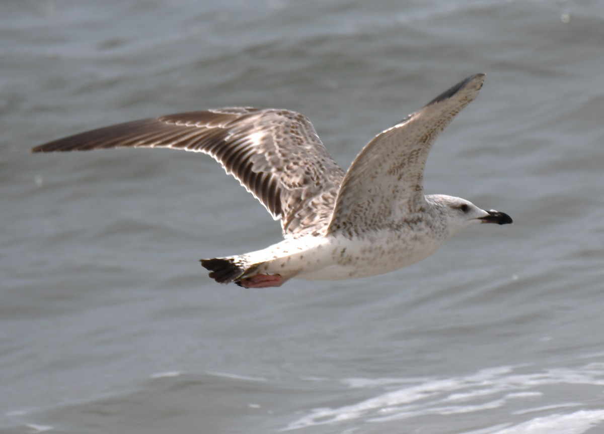 Мартиновий sp. - ML645316399