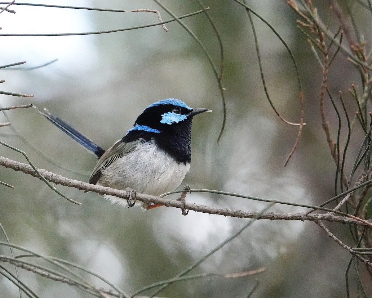 Superb Fairywren - ML645316415
