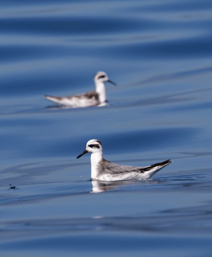 Red Phalarope - ML645316419