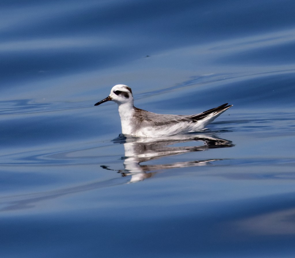 Red Phalarope - ML645316420