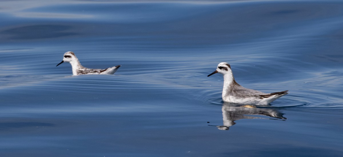 Red Phalarope - ML645316421