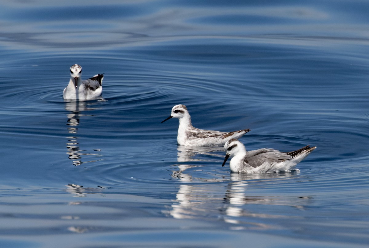 Red Phalarope - ML645316422