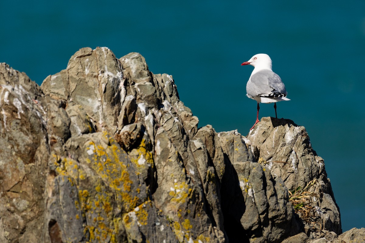 Silver Gull (Red-billed) - ML645316434