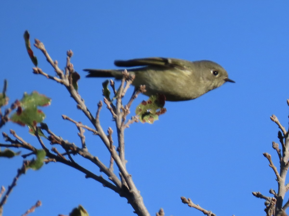 Золотомушка рубіновочуба - ML645316437