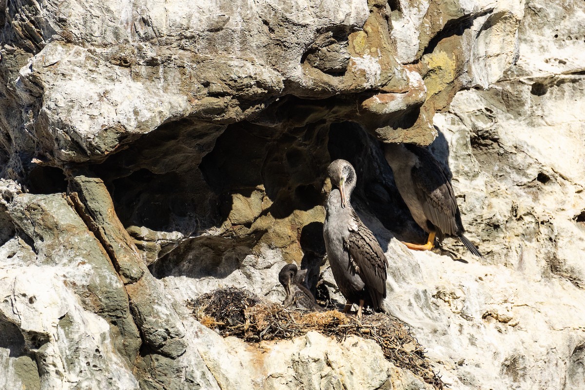 Spotted Shag - ML645316438