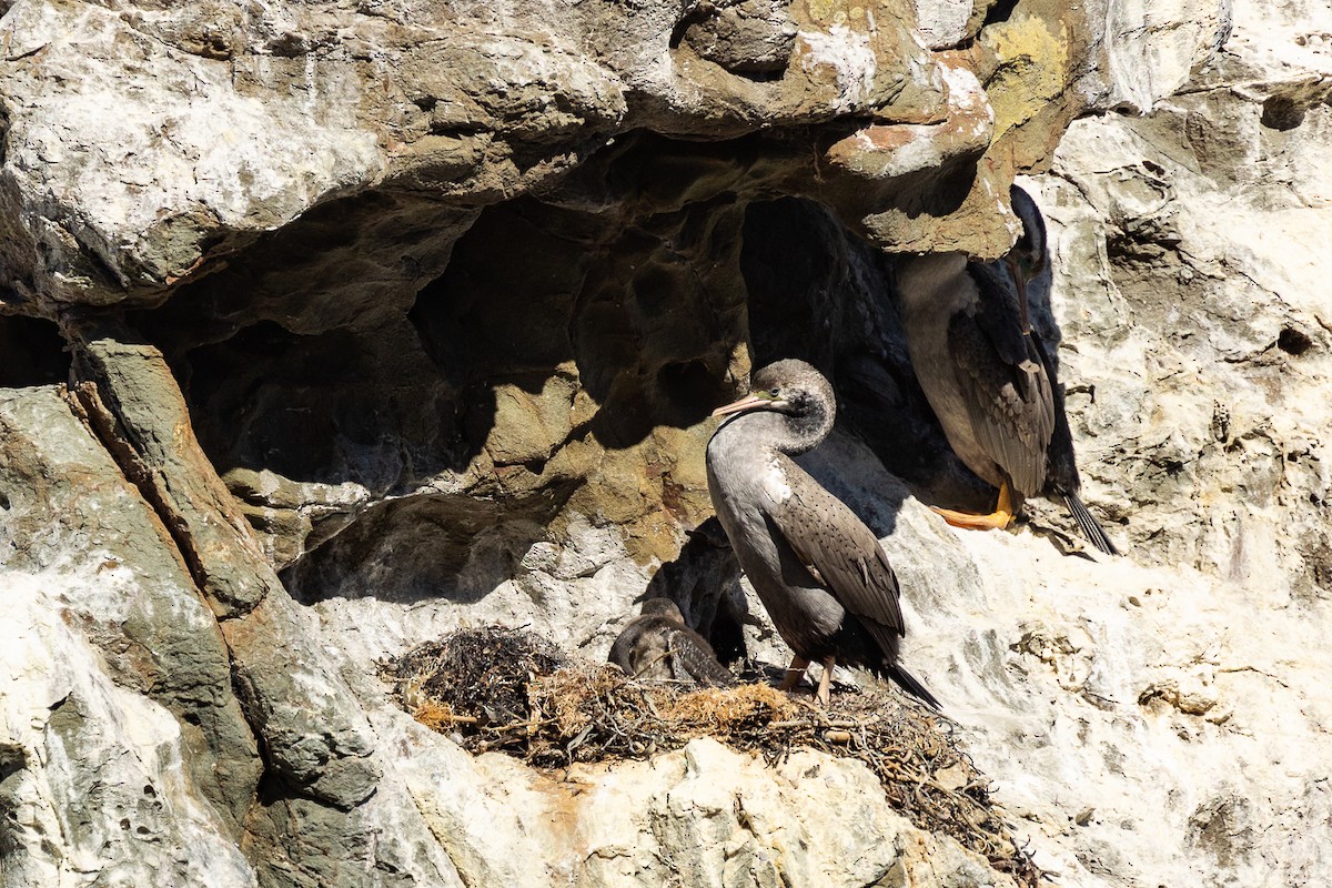 Spotted Shag - ML645316439
