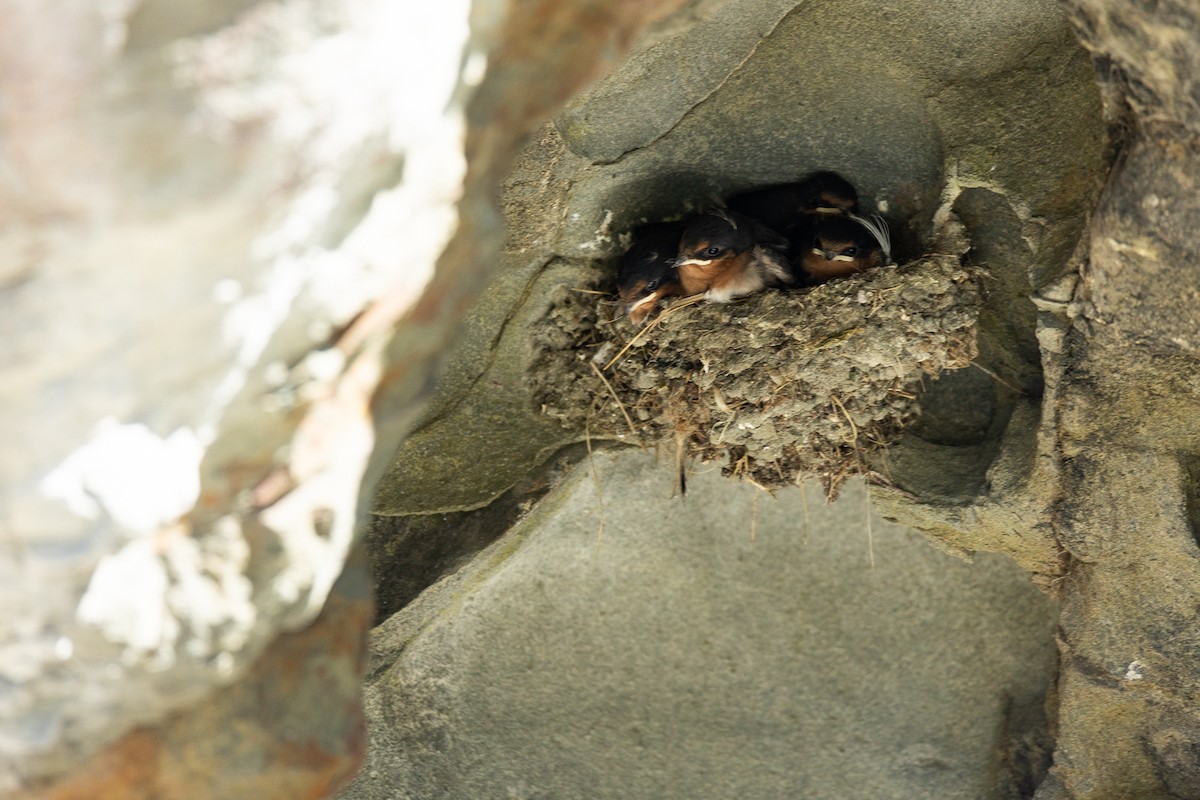 Welcome Swallow - ML645316440