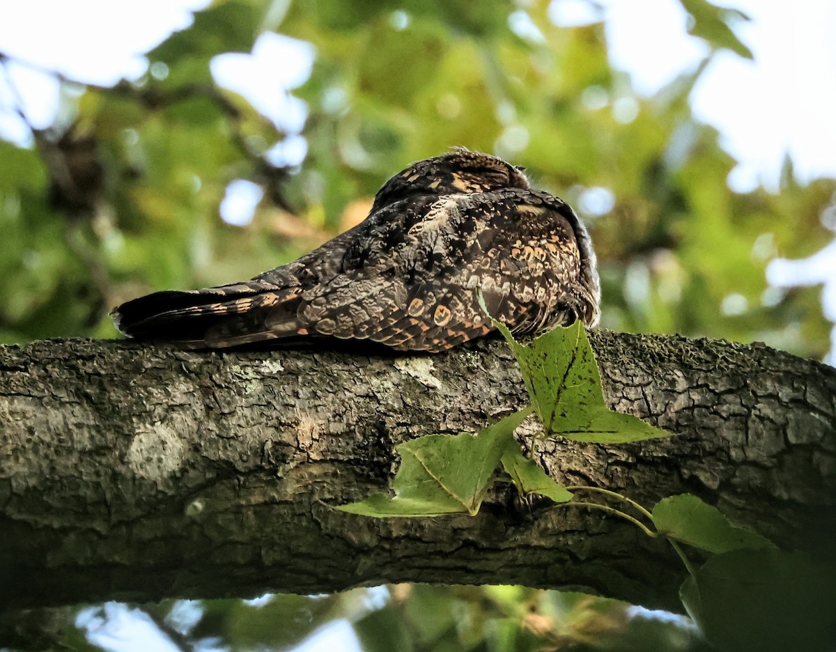 Gray Nightjar - ML645316447