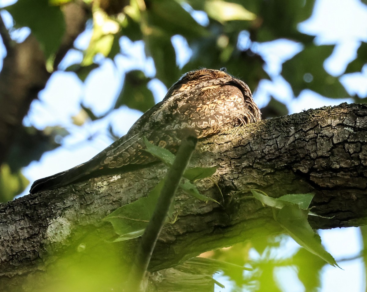 Gray Nightjar - ML645316451