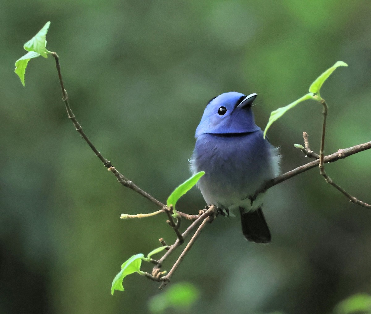 Black-naped Monarch - ML645316457