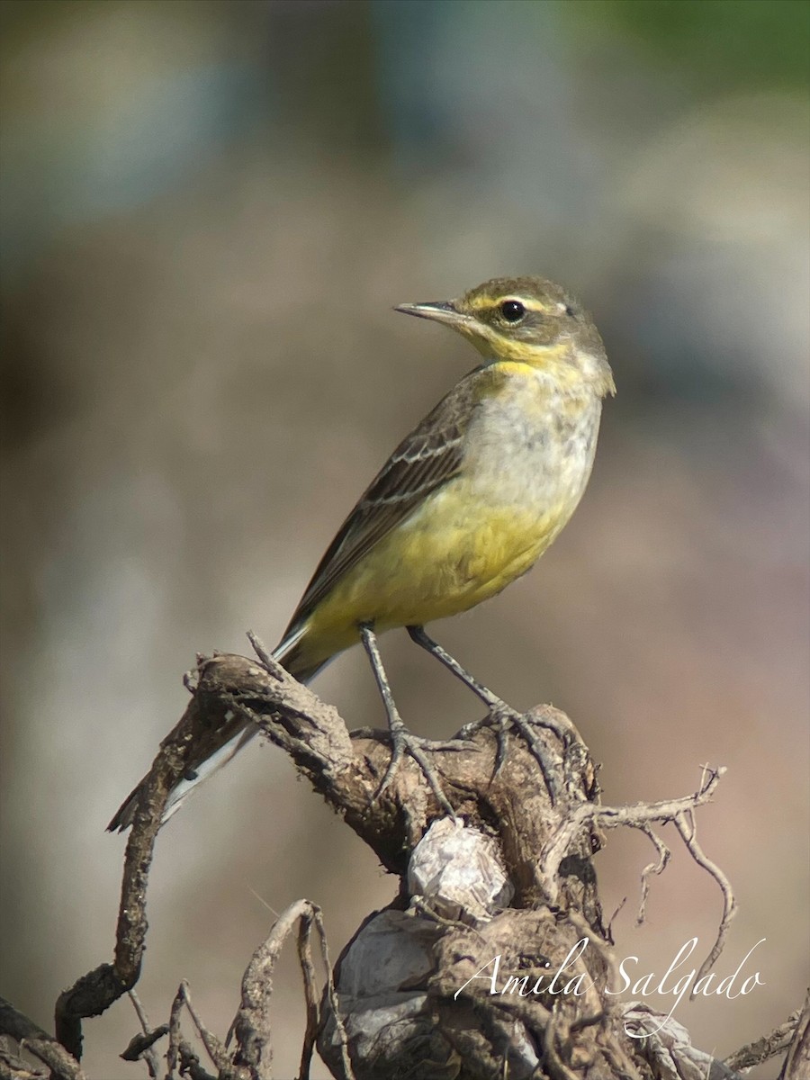 konipas východní - ML645316461