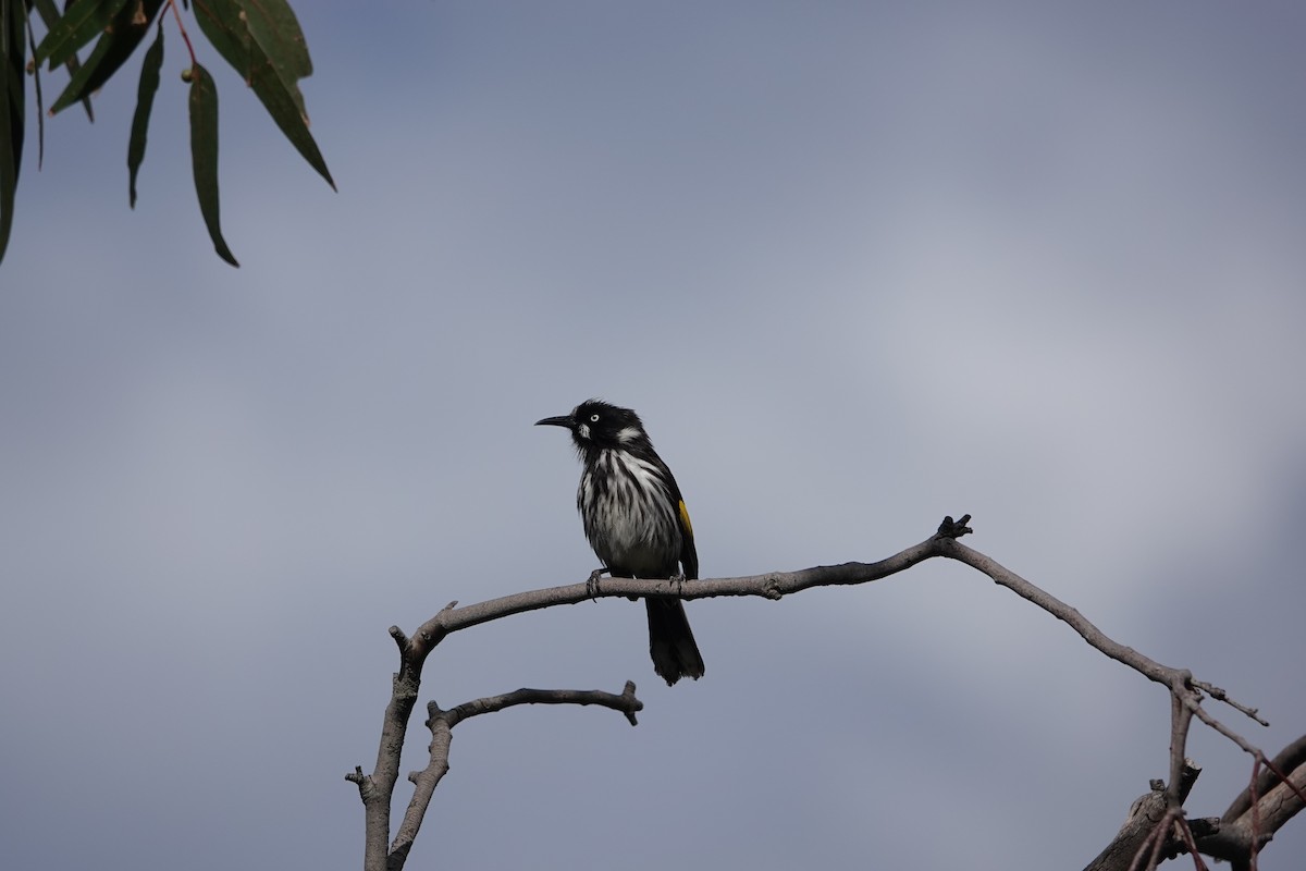 New Holland Honeyeater - ML645316465